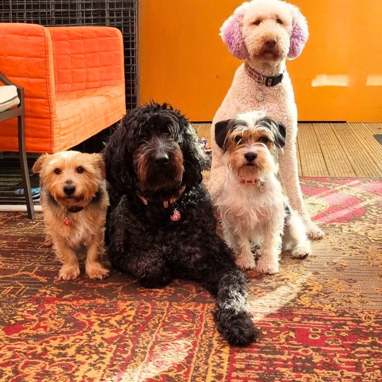 Scott Storey Dog Family
